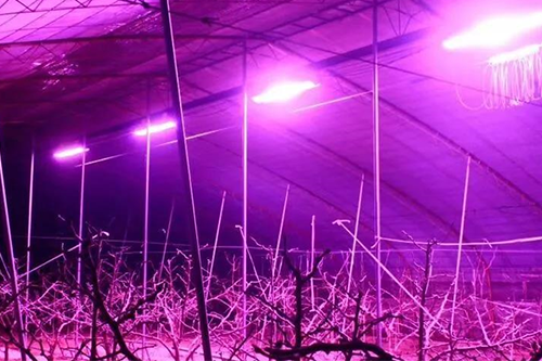 大棚種植戶的福音！